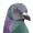 Pigeoncoin icon